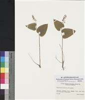 藏品(舞鶴草)的圖片